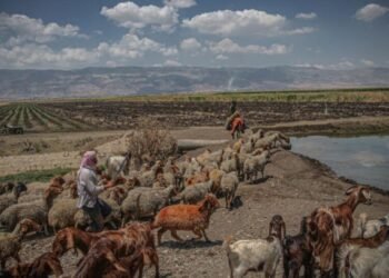 Daesh-e-Khawarij Steal Hundreds of Sheep in Syria and Sell Them to a Militia